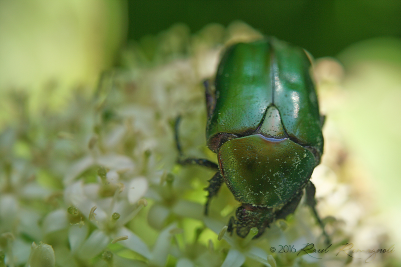 Mi presento con Netocia cuprea, Altica sp. e Lachnaia italica ...